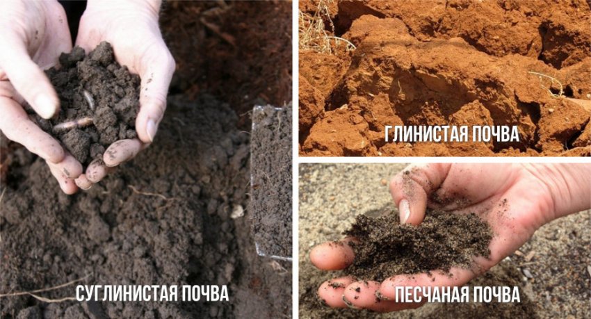 Грунт для кедра Мартін