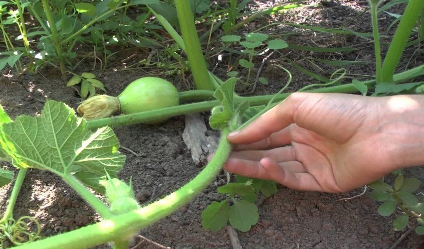 Гарбуз медова Гарбуз медова