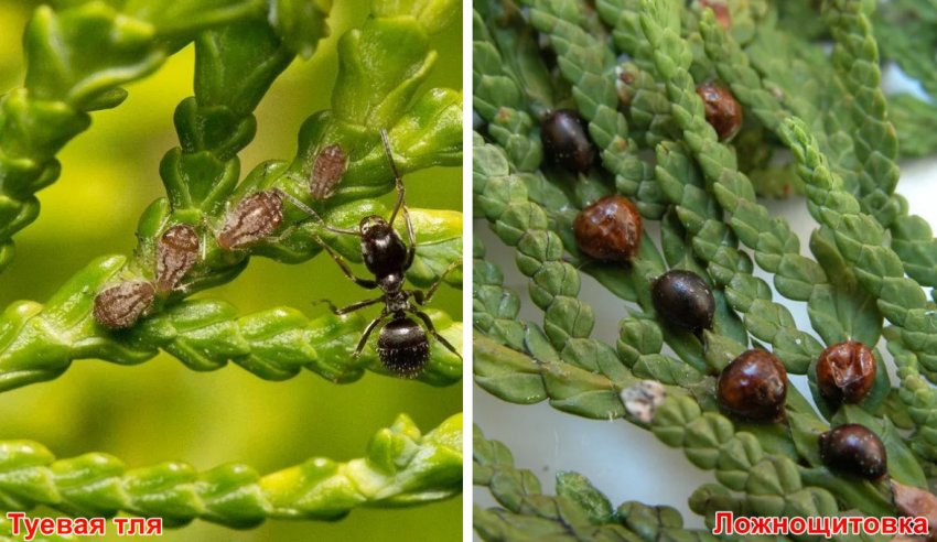 Туєва попелиця і несправжня щитівка
