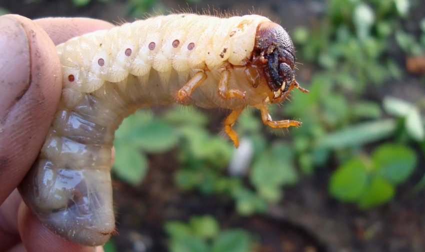 Личинка травневого жука