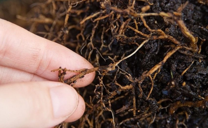 Коренева гниль туї