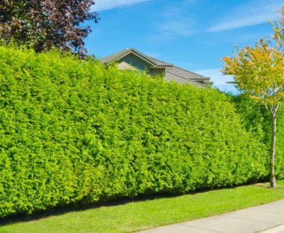 Вирощування і догляд за живоплотом з туй