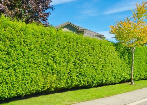 Вирощування і догляд за живоплотом з туй