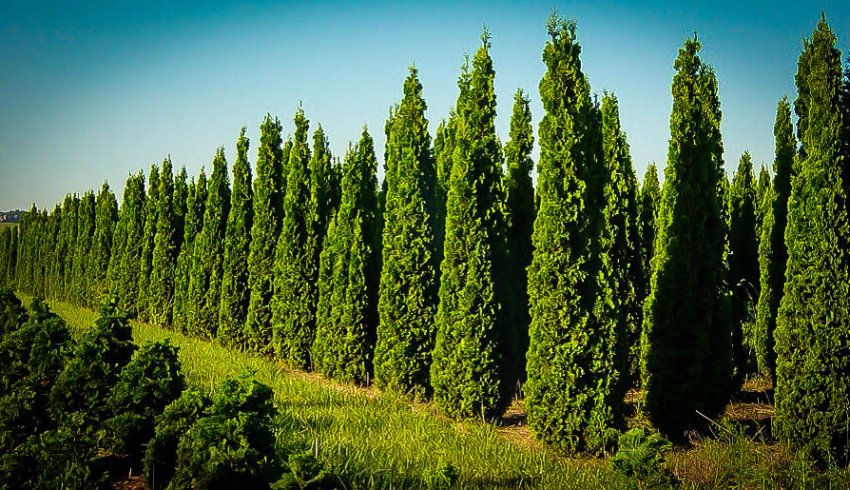 Туя Дегрут Спайр (західна Degroot Spire): фото і опис, використання в ...