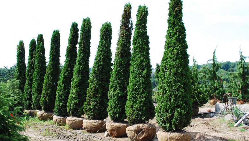 Туя Дегрут Спайр Туя Дегрут Спайр