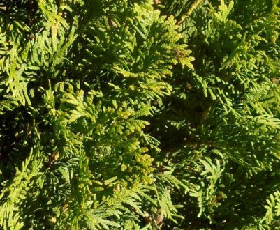 Туя західна Дегрут Спайр