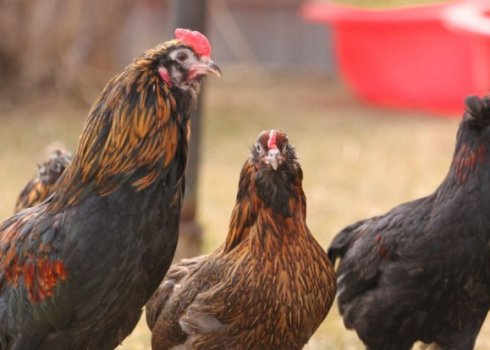 Порода курей араукана: характеристика, утримання та догляд