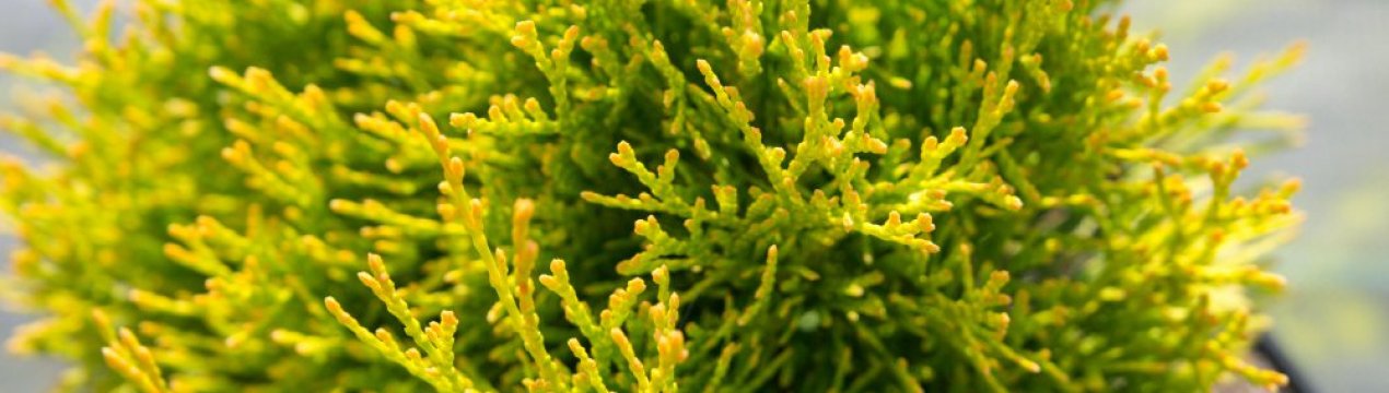 Туя західна Санні Смарагд