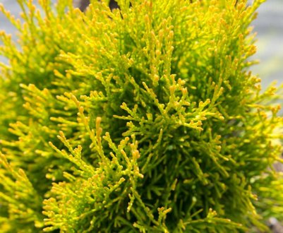 Туя західна Санні Смарагд