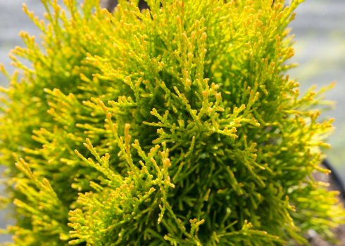 Туя західна Санні Смарагд