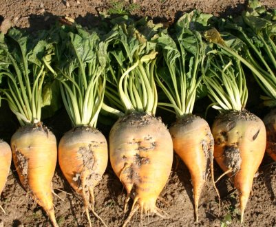 Алтайські аграрії зібрали рекордний урожай цукрових буряків