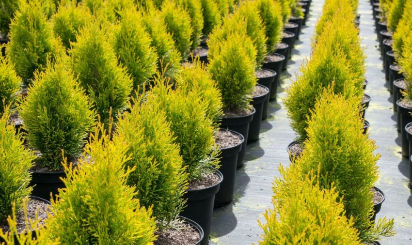 Саджанці туї Санні Смарагд Саджанці туї Санні Смарагд