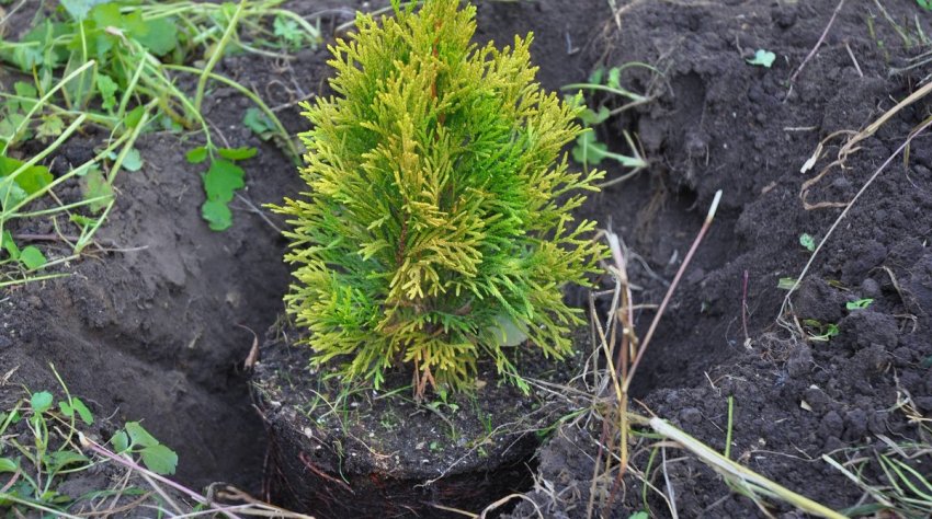 Посадка туї Санні Смарагд Посадка туї Санні Смарагд