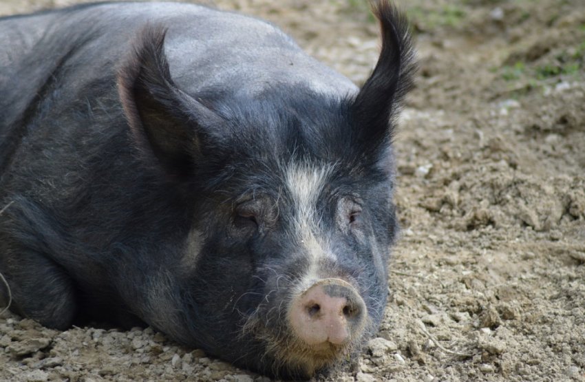 Дикі свині розоряють фермерів Лівану