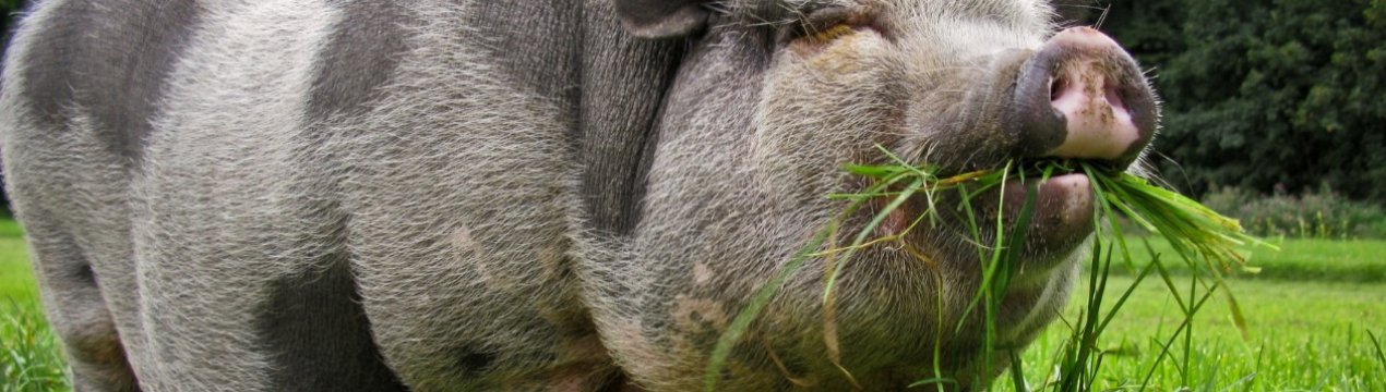 Дикі свині розоряють фермерів Лівану