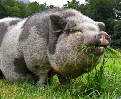 Дикі свині розоряють фермерів Лівану