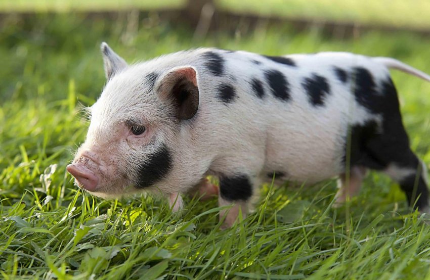 Дикі свині розоряють фермерів Лівану