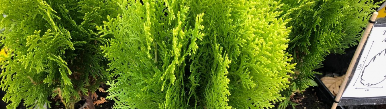 Туя східна Ауреа Нана