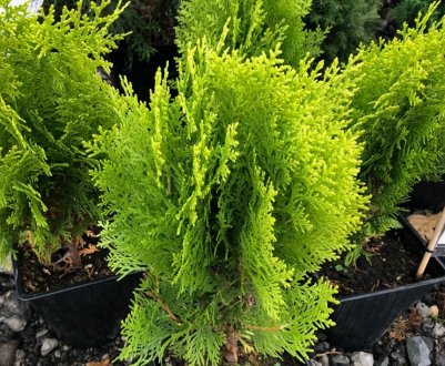 Туя східна Ауреа Нана