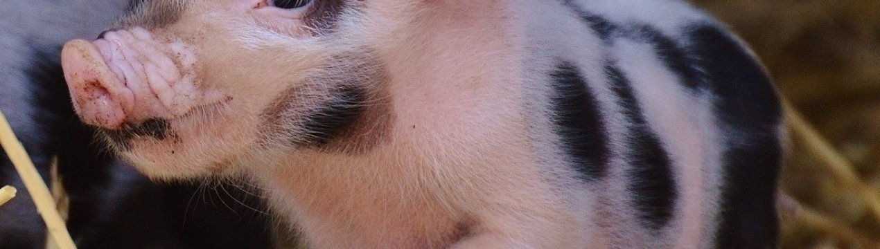 У Китаї стрімко зменшується поголів'я свиней