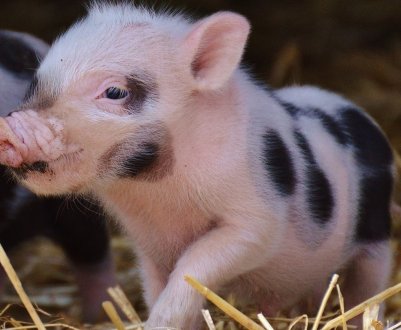 У Китаї стрімко зменшується поголів'я свиней