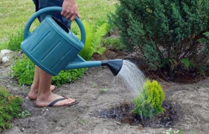 Полив саджанців туї Полив саджанців туї