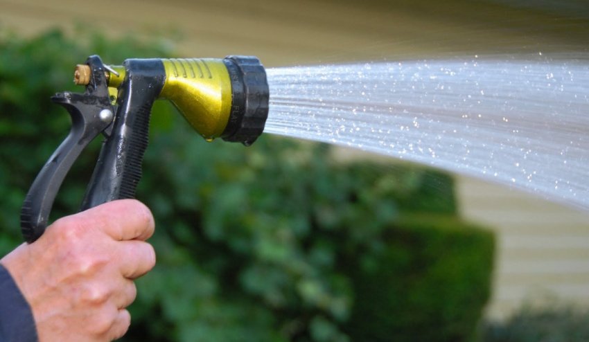 Зрошення туї Зрошення туї