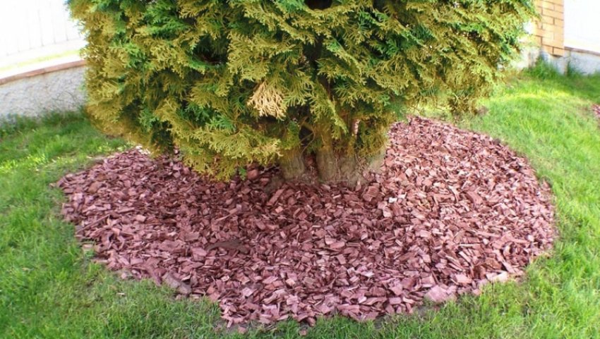 Мульчування туї Мульчування туї