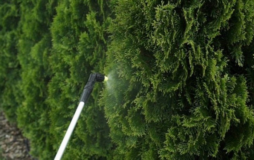 Дощування туї