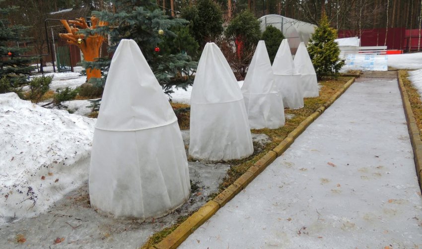 Укриття туй на зиму Укриття туй на зиму