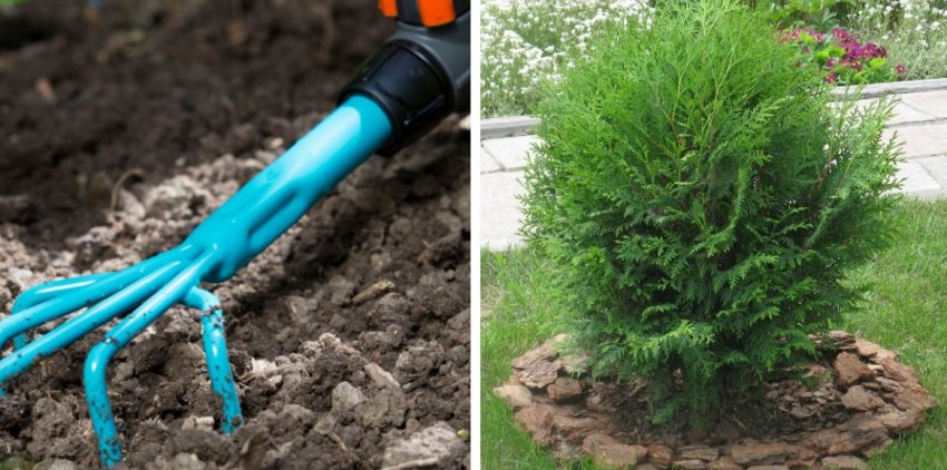 Розпушування і мульчування туї