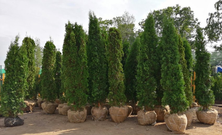 Колоноподібні туї Колоноподібні туї