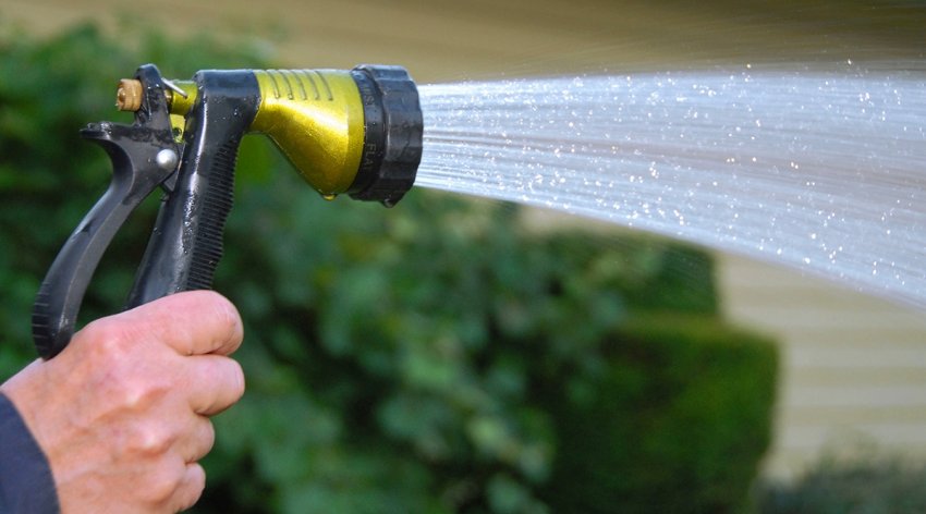 Дощування туй Дощування туй