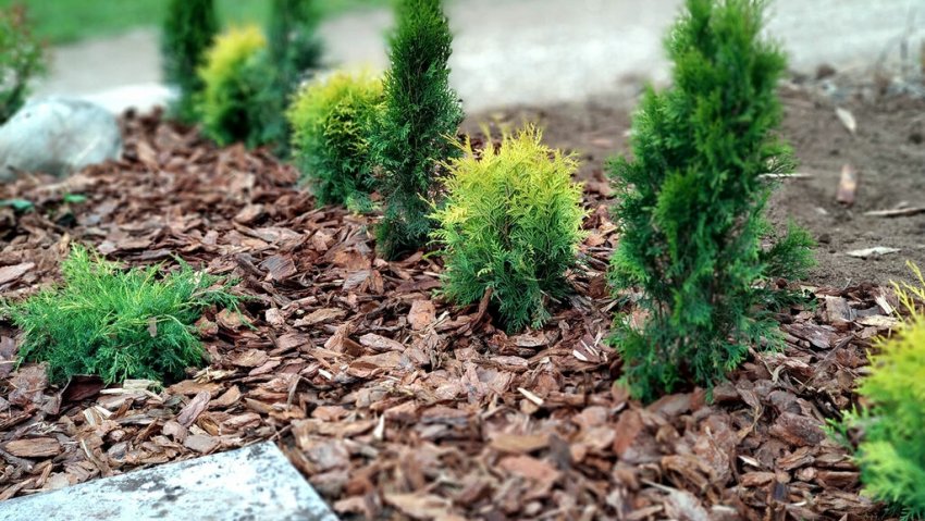 Мульчування туй корою Мульчування туй корою