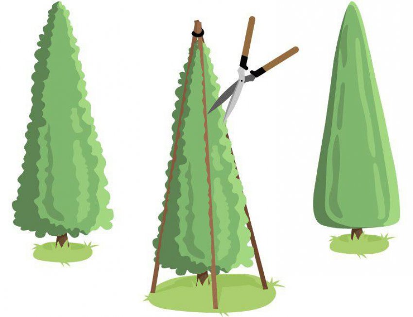 Декоративна стрижка туї Декоративна стрижка туї