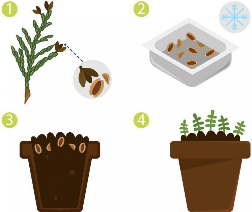 Розмноження туї насінням Розмноження туї насінням