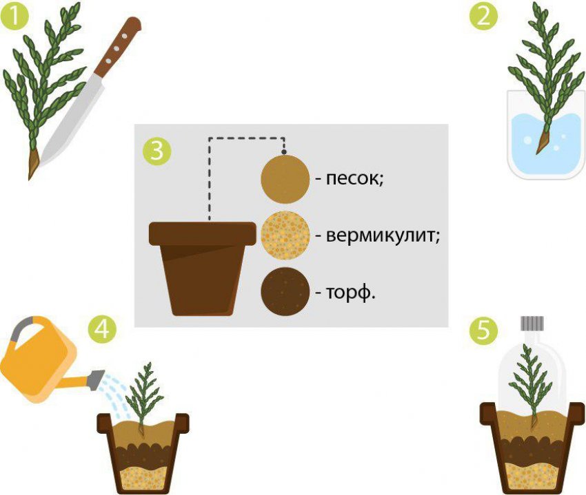 Розмноження туї живцюванням Розмноження туї живцюванням