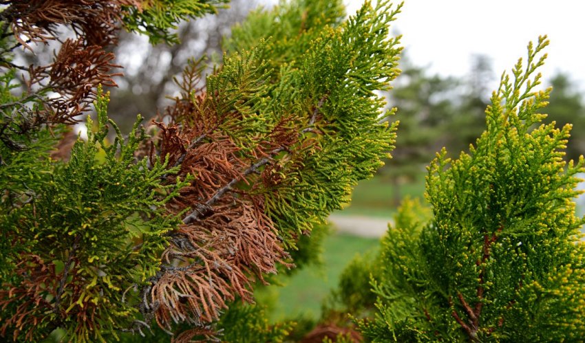 Фітофтороз туї Фітофтороз туї