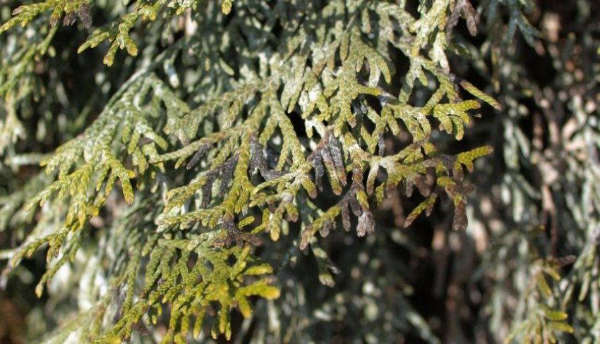 Шютт туї Шютт туї