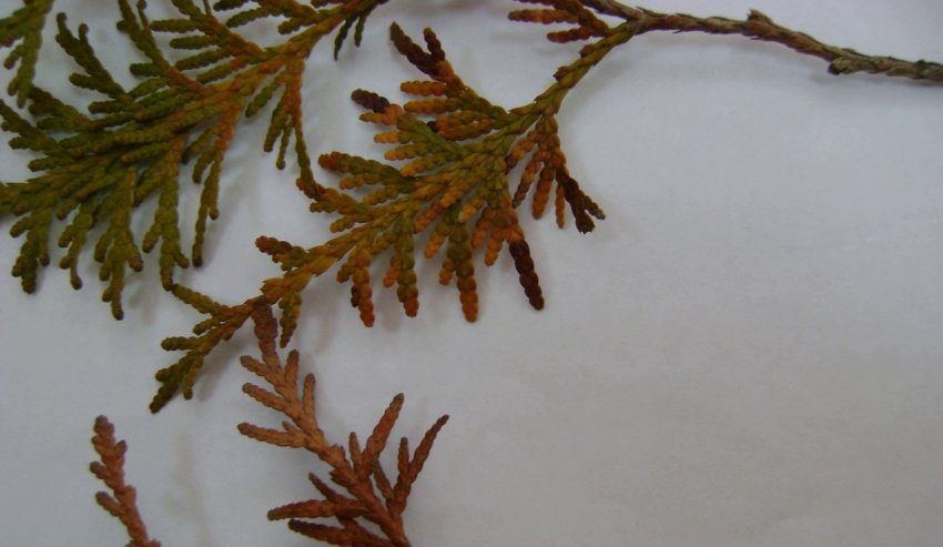 Ознака ложнощитовки Ознака ложнощитовки