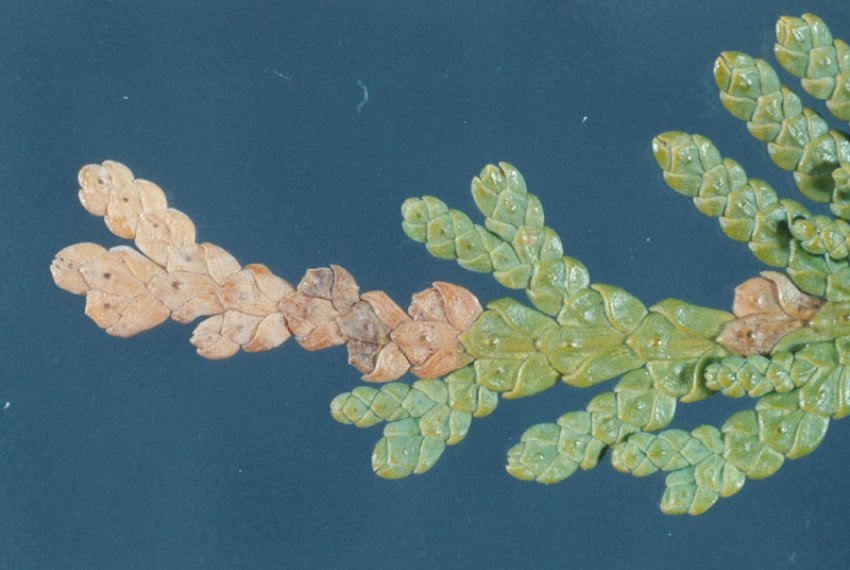 Ознака мінуючої молі Ознака мінуючої молі