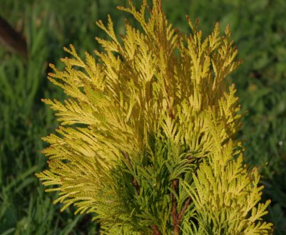 Туя складчаста Форевер Голді