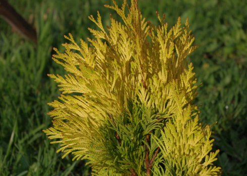 Туя складчаста Форевер Голді