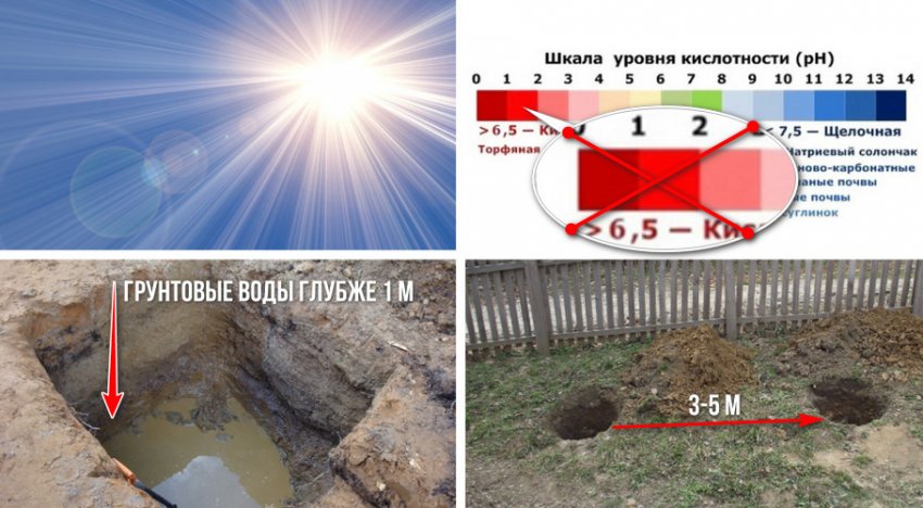 Вимога до місця посадки туї