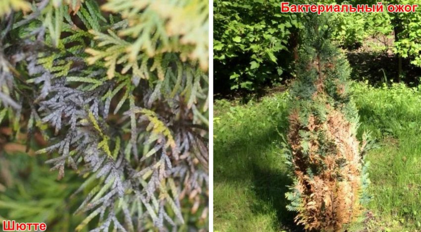 Хвороби туї