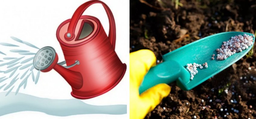 Полив і підгодівля туї