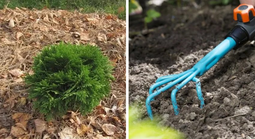 Мульчування і розпушування туї