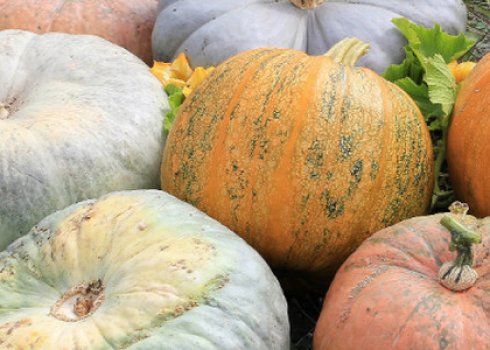 Як і коли садити гарбузи на розсаду