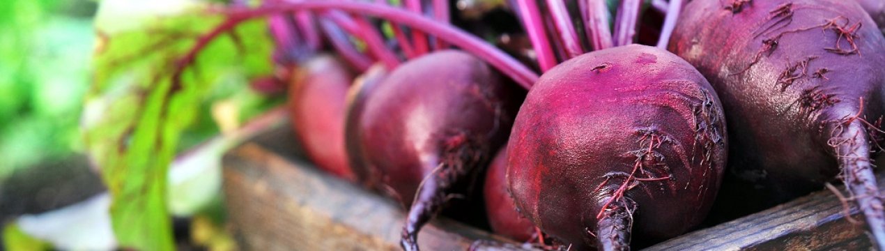 Буряк: посадка і догляд у відкритому грунті