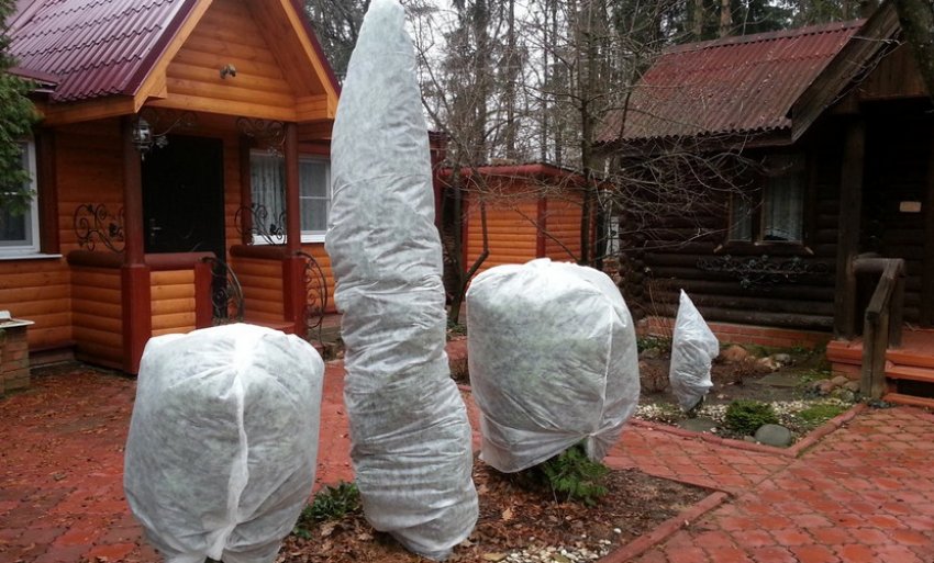 Укриття туї на зиму